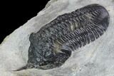 Bargain, Morocconites Trilobite Fossil - Morocco #127477-3